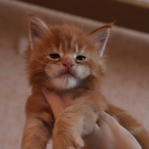 misha-1