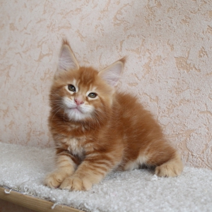 misha-1_0