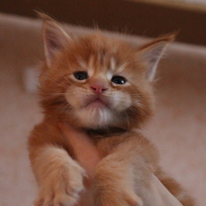 misha-2