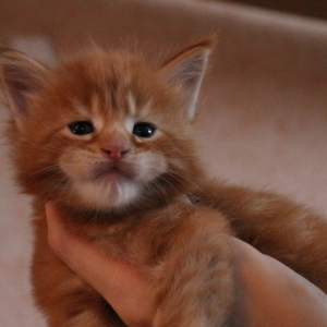 misha-3