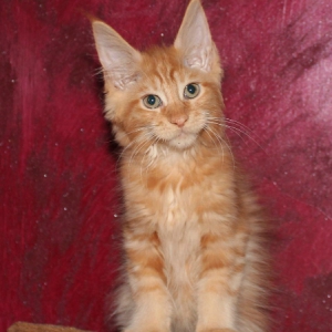 teodor2