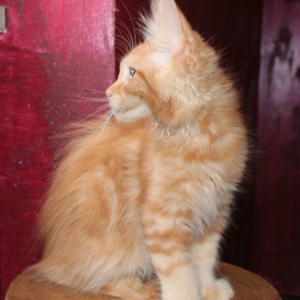 teodor4