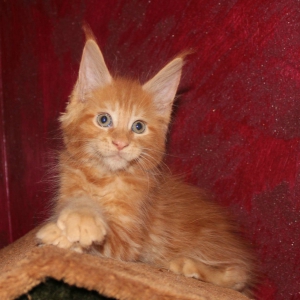 teodor5